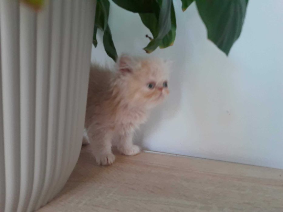 Kocurek perski biszkoptowy pers
