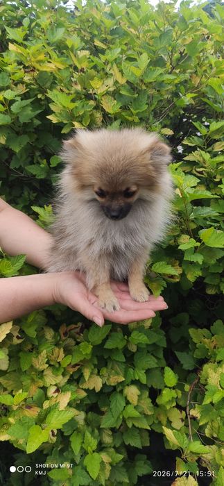 Pomeranian, Szpic miniaturowy.
