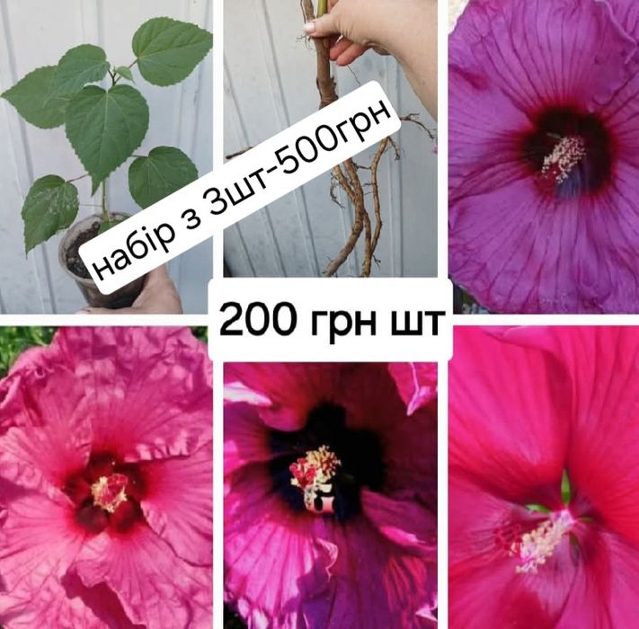 Трав'янисті та деревовидні гібіскуси