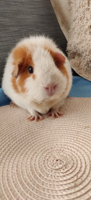 Морская свинка Тедди самка 1,5 года