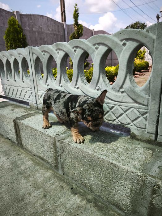 Мерле тан мальчик французского бульдога