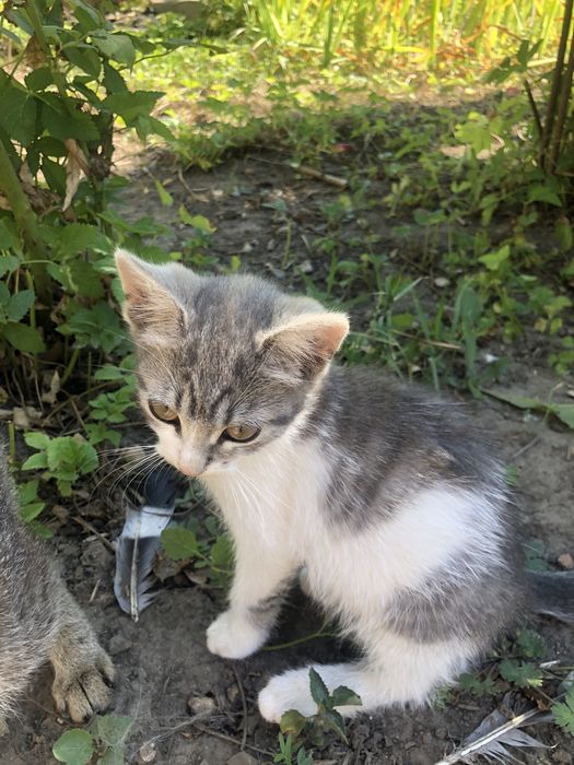 Кошенята в добрі руки