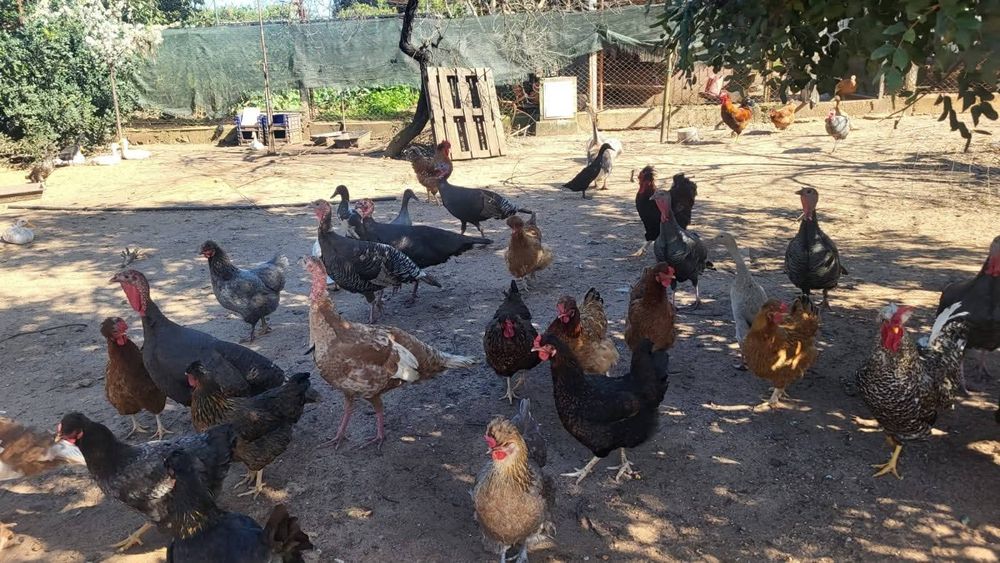 Ovos de galinha Posavina Posavina (Posavska kukmasta kokoš)