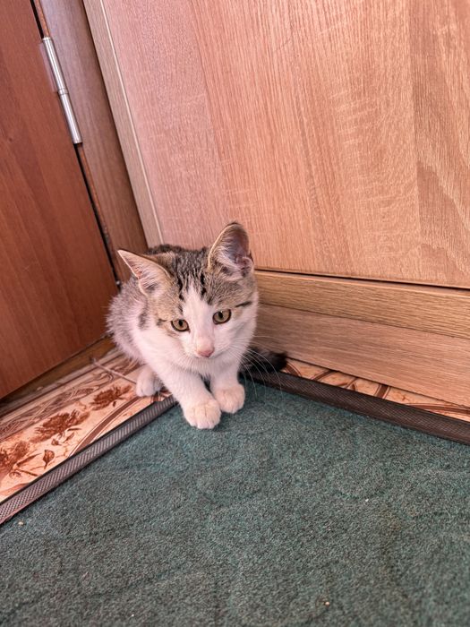 кошенята, котики