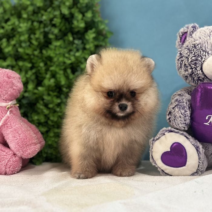 ляльковий Ведмедик шоу классу