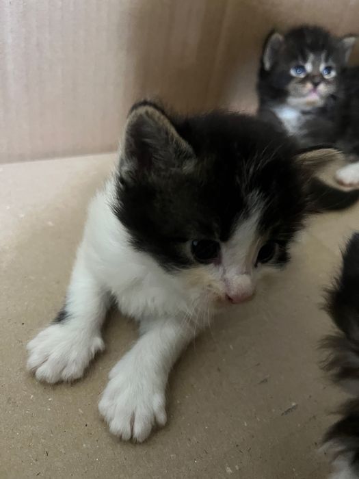 Кошенята 1 місяць