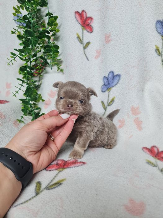 Excecional mini pelo comp Chihuahua/Chiuaua de Qualidad,LinhagemRussa