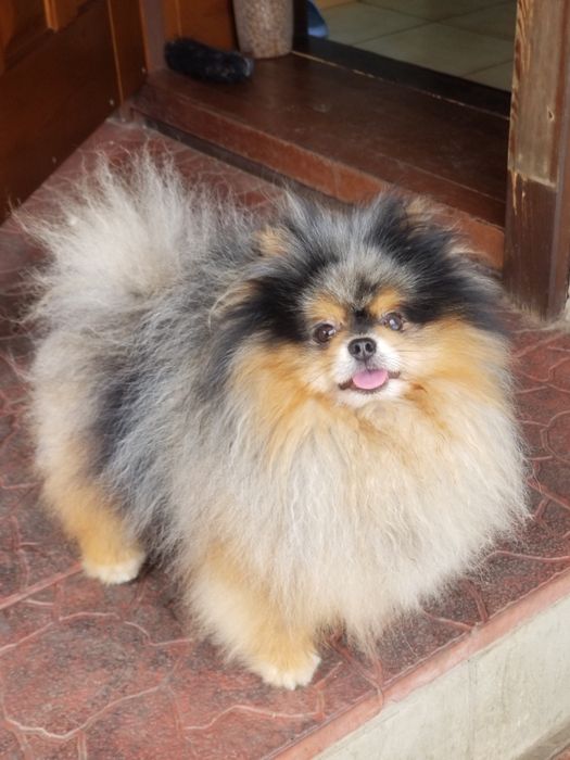 Вязка !Арон мальчик померанский шпиц