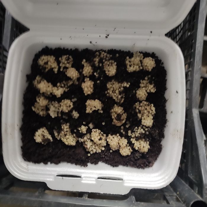 Ślimaki  Muller  Kokony,  Oseski,  Hodowla ślimaków