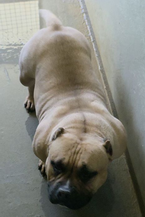 American Bully  Pocket (Linhagem de Topo Mundial)
