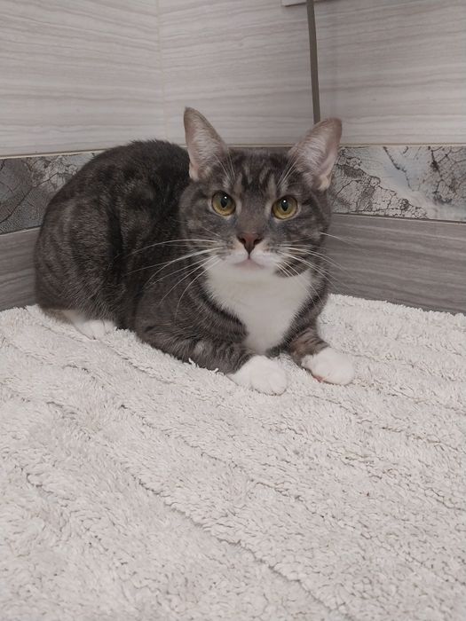 Віддам в хороші руки