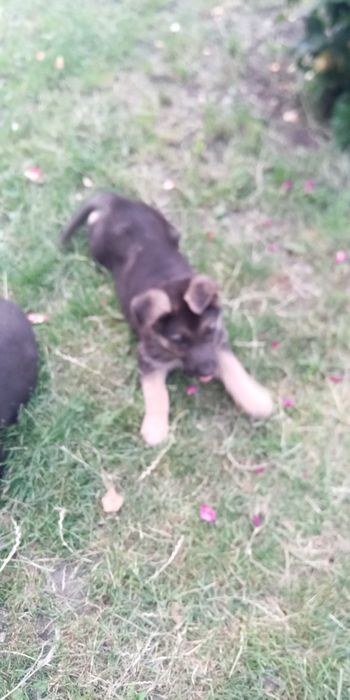 Продам цуценят породи ВЄО