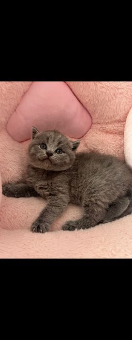 Gatinho Scottich fold