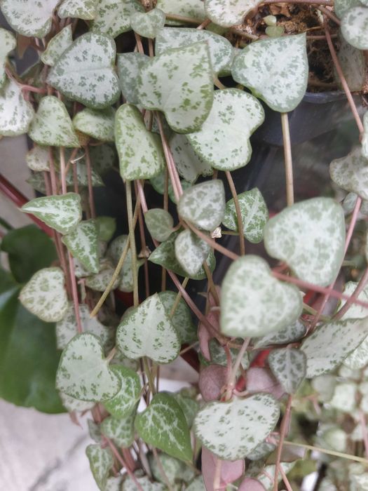 Церопегія Вуда 6видів, Пеперомія Роулі