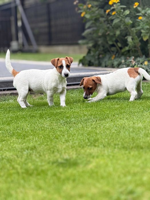 Jack Russell Terrier SUCZKA od # SMARTIE * JACKS # Rodzice FCI/ZKwP