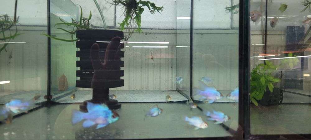 Ramireza electric blue