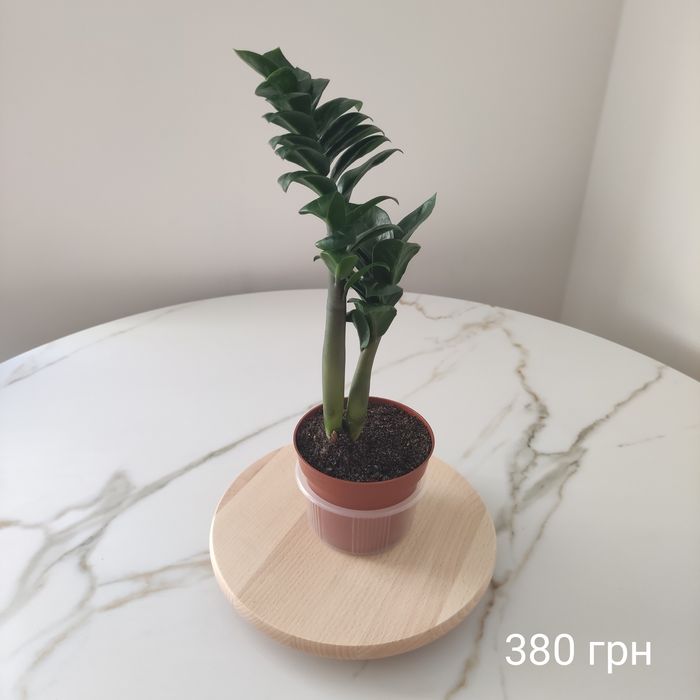 Заміокулькаси Зензі