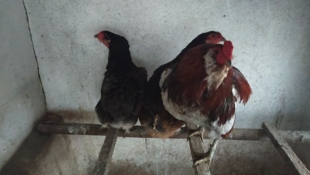 Casal galinhas araucanas
