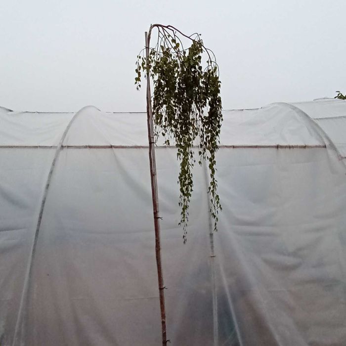 Brzoza płacząca Youngii pendula Betula duże drzewka 250 cm
