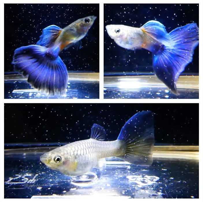 Guppy lazúli blue