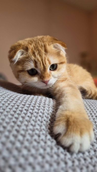 Scottish Fold дівчинка доступна до резерву