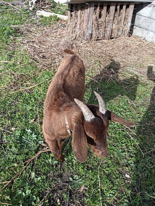 Chibo de raça grande