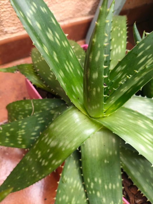 Planta suculenta aloe