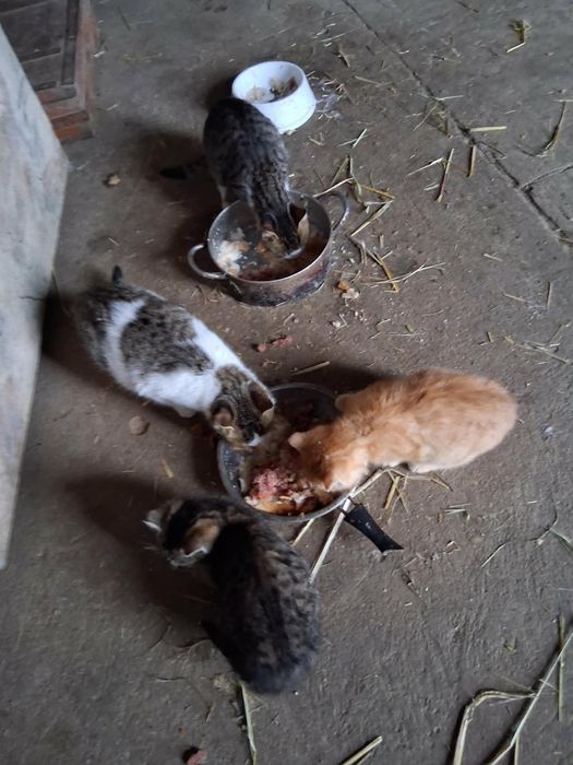 Oddam kotki w dobre ręce