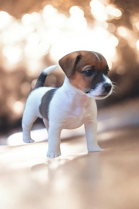 Фантастичні джек- рассел.