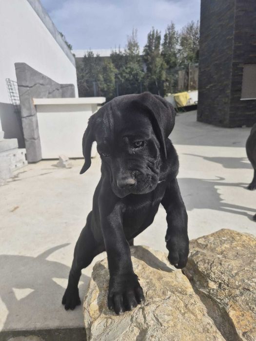 Cane Corso Italiano (femea)
