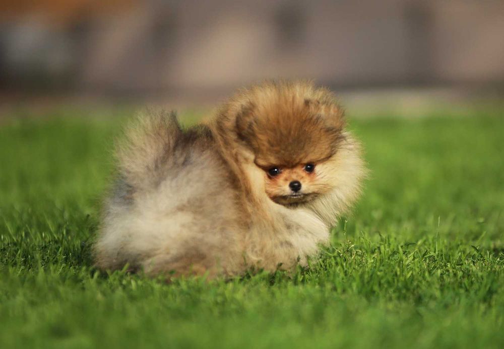 Cudownej urody szpic miniaturowy/pomeranian  –FCI/ZKwP