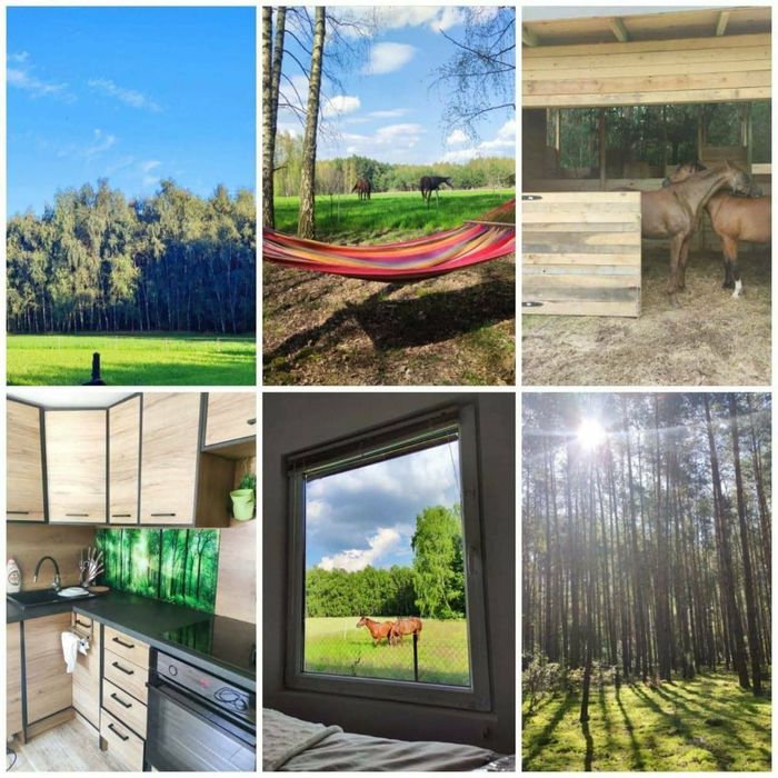 Urocze siedlisko, Domek całoroczny, stajnia, las,- miejsce z duszą - View 5