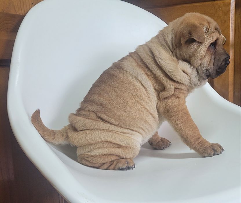 Sharpei femea 2 meses