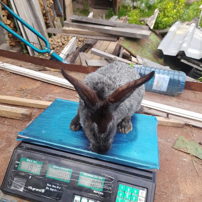 Полтавське срібло (кролі)