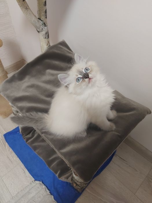 Кошенята з родовидом Невські маскарадні