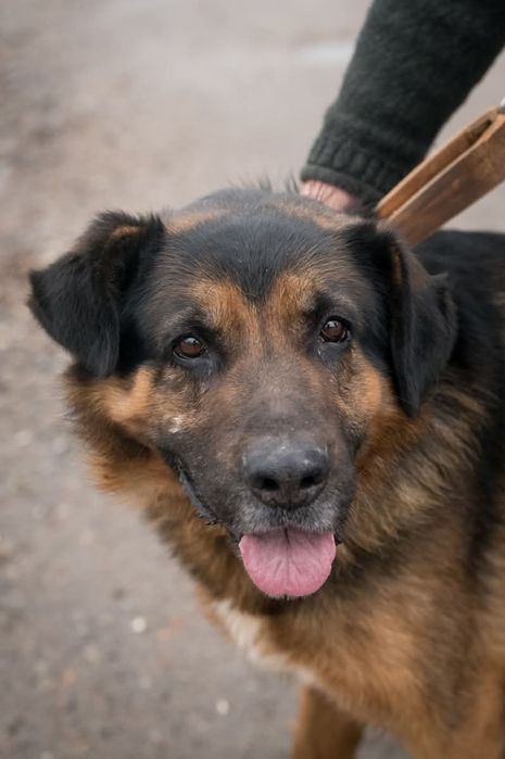 MUNIEK- 3 letni, sporych gabarytów pies, czeka na dom