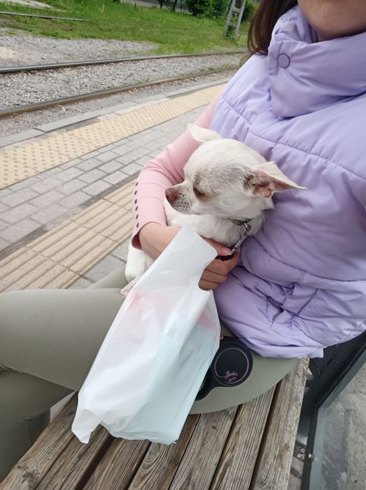 Перетримка ваших тварин з любовью, котики та інші, зооперетримка