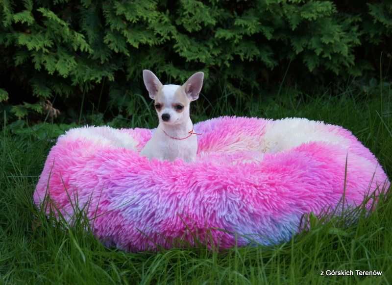 Chihuahua z rodowodem piesek