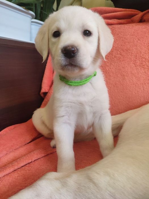 Лабрадорчики чистокровні з документами