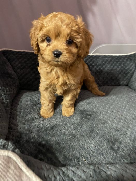 **Zarezerwowana** Cavapoo F1 Ellie Cavalier & Pudel Miniaturowy