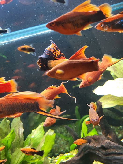Na Sprzedaż- Mieczyki(Delta,Koi),Glonojady!!!