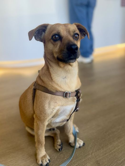 Buddy para adoção responsável