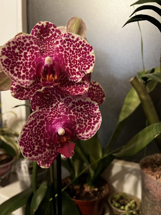 Орхидея фаленопсис суюки единорог биглип
