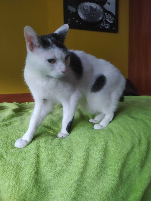 Kotka biało-czarna, Sosnowiec lub Kraków