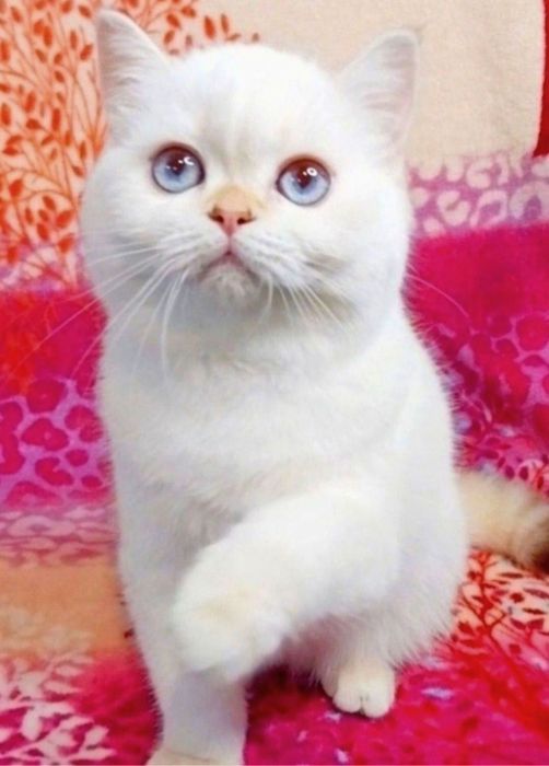 Сама нежность голубоглазая Золотая шиншилла поинт девочка