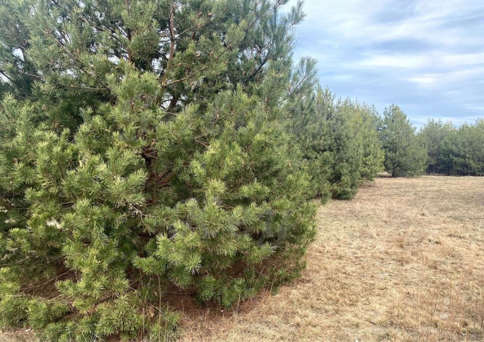 Продам земельну ділянку 50 сотих, серед СОСЕН,ЛІС,ОЗЕРО, 20кмКиїв