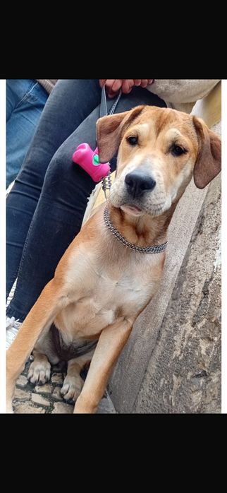 Cadela para adopção
