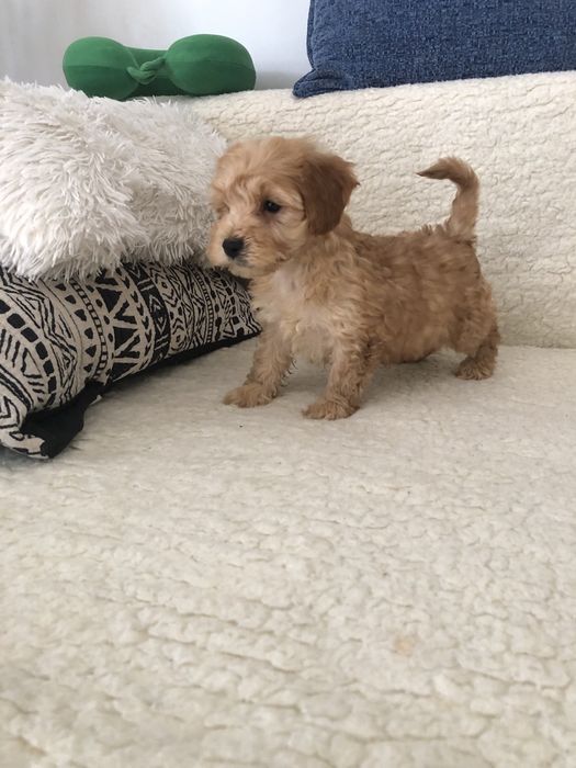 Maltipoo f2 Piesek