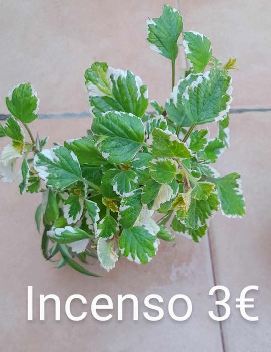 Ouro, incenso e mirra