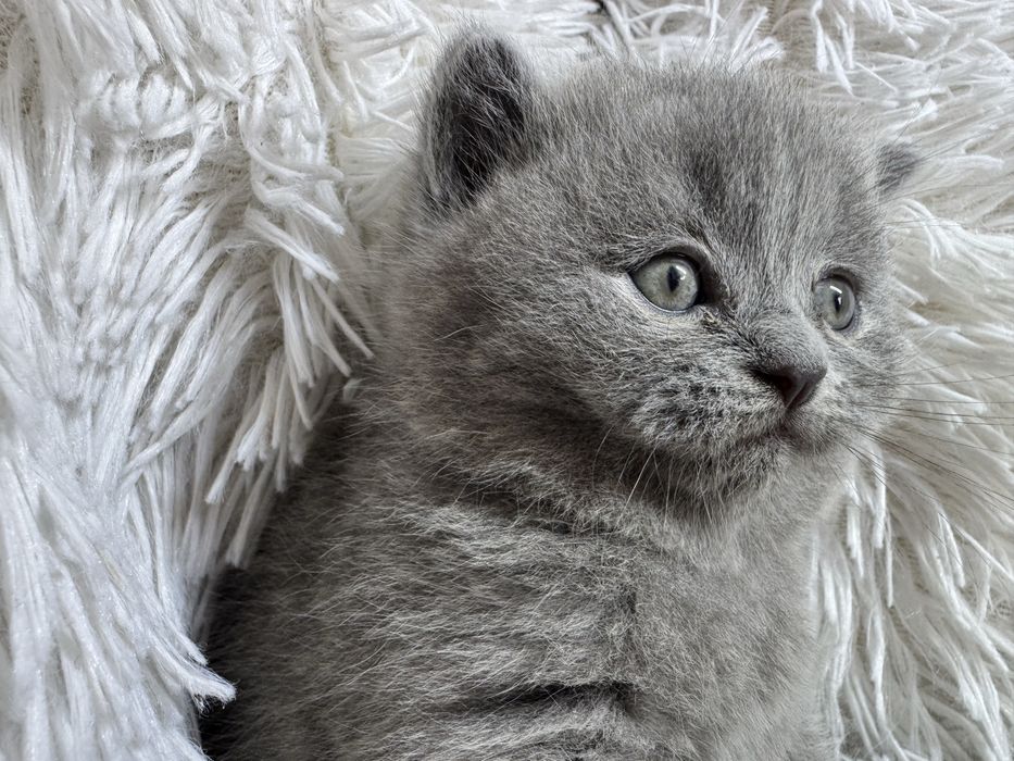 Urocze Kocięta Brytyjskie